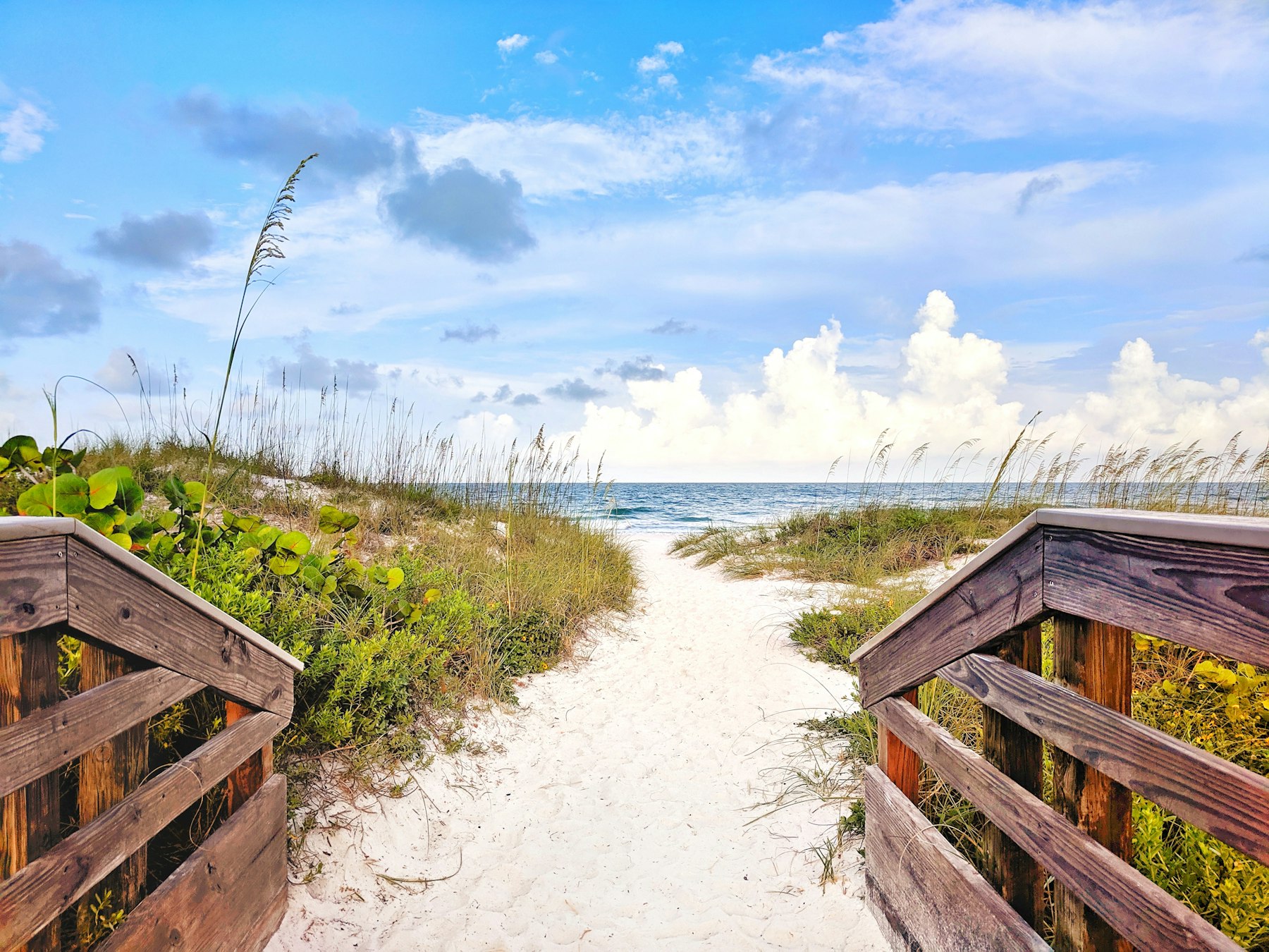 Beach access path between sea oats
