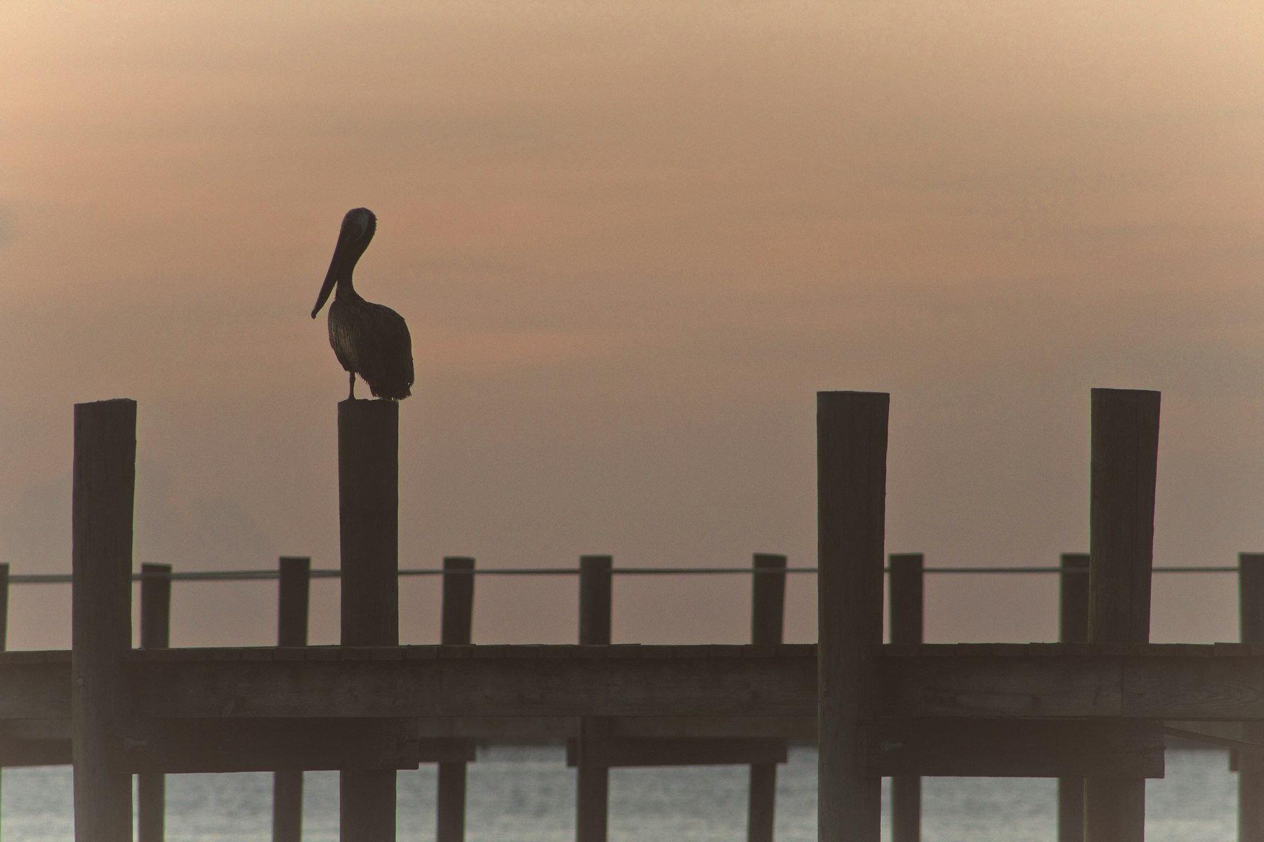 Pelican resting on dock pilings at sunrise